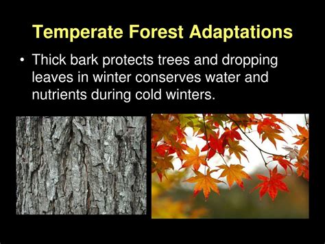 Plant Adaptations In The Temperate Rainforest