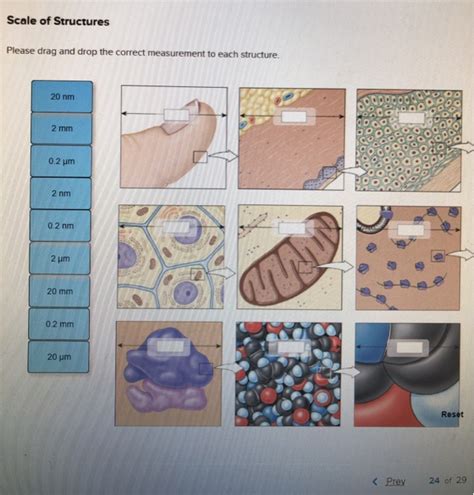 Please Drag And Drop The Correct Measurement To Each Structure