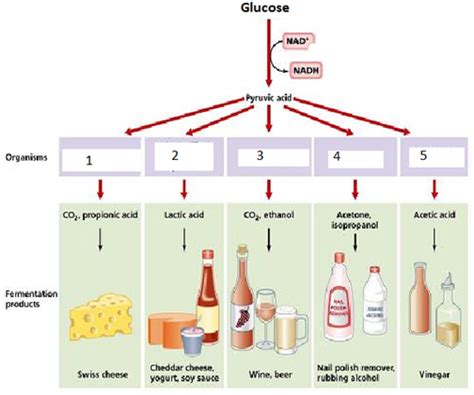 Please Match The Organism With Its Fermentation Product.