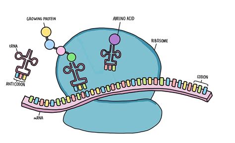 Protein Synthesis Is A Complicated Process Involving Dna