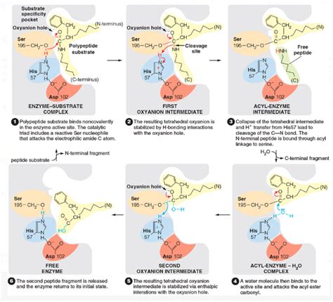 Put These Steps In The Mechanism Of Chymotrypsin Catalysis