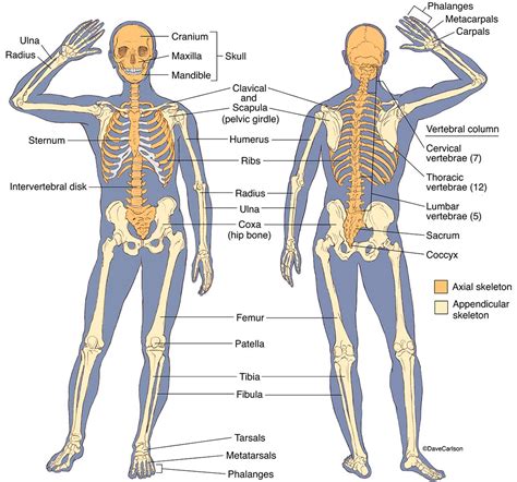 Question Diddy Part B Draw The Skeletal Structure