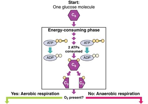 Recall That In Cellular Respiration The Processes Of Glycolysis