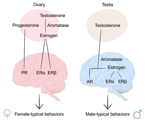 Research On Sex Hormones And Human Sexual Behavior Indicates That