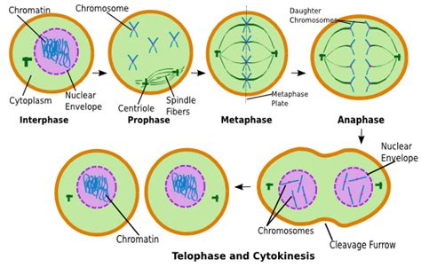 Select All Of The Events That Happen In Anaphase.