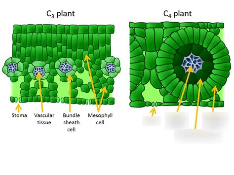 Select All Of The Following That Describe C4 Plants.