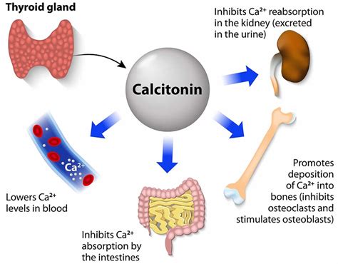 Select All That Apply To Calcitonin.