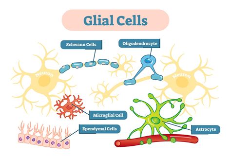 Select All That Are Functions Of Neurons And Glial Cells.