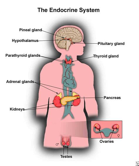 Select All That Are True Of Glands