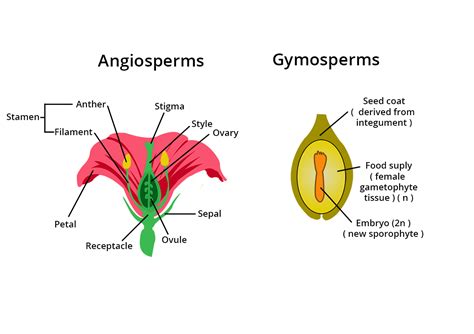 Select All The Differences Between Gymnosperms And Angiosperms.