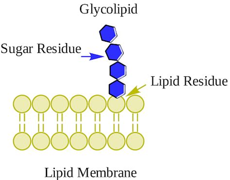 Select The Correct Definition Of A Glycolipid