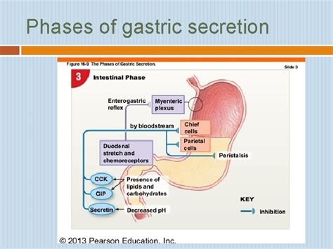 Select The Correct Statement About The Regulation Of Gastric Secretion