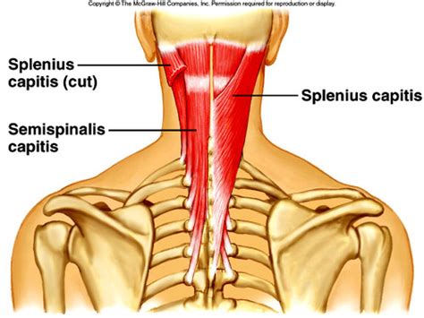 Seminspinalis Blank Extends And Rotates The Head.