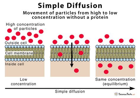 Simple Diffusion Is Defined As The Movement Of