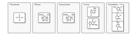 Sort These Nucleotide Building Blocks By Their Name Or Classification