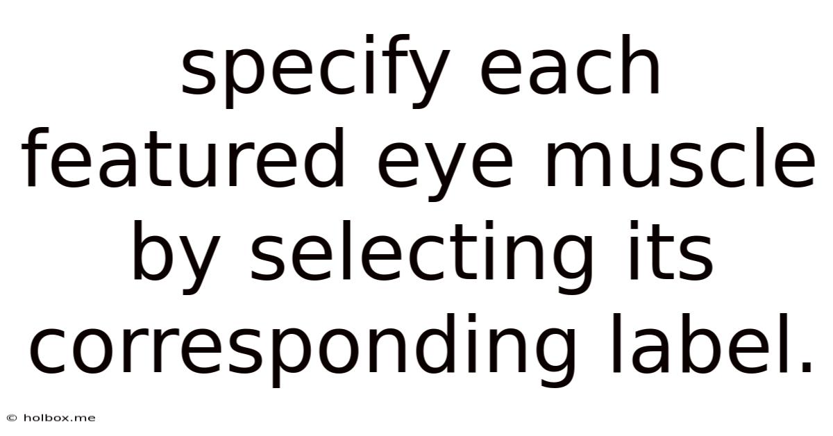 Specify Each Featured Eye Muscle By Selecting Its Corresponding Label.
