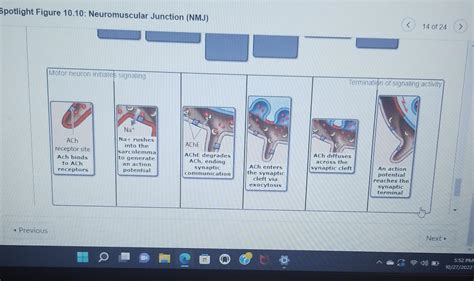 Spotlight Figure 10.10 Neuromuscular Junction Nmj