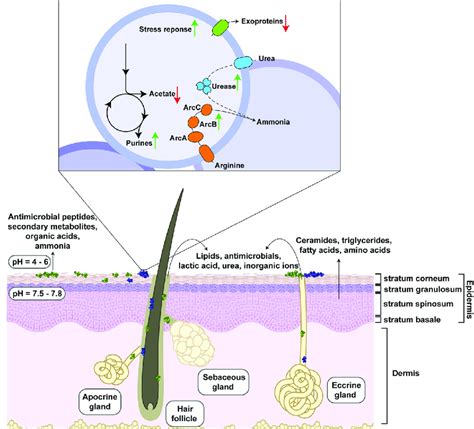 Staphylococcus Aureus Produces A Of The Epidermis And Dermis.