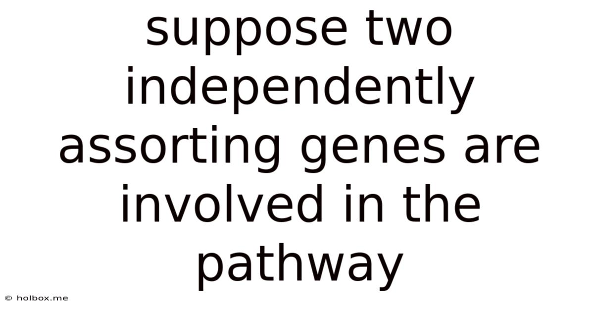 Suppose Two Independently Assorting Genes Are Involved In The Pathway