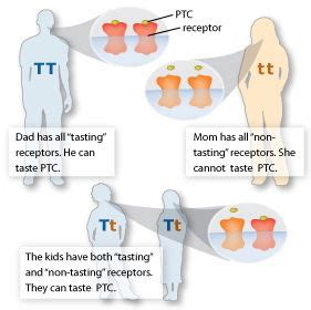 The Ability To Taste Ptc Is: