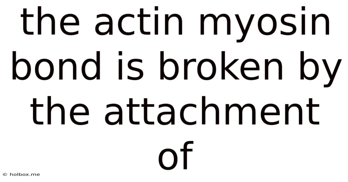 The Actin Myosin Bond Is Broken By The Attachment Of