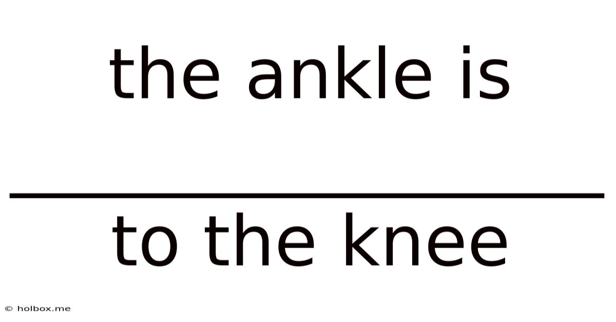 The Ankle Is _________________ To The Knee
