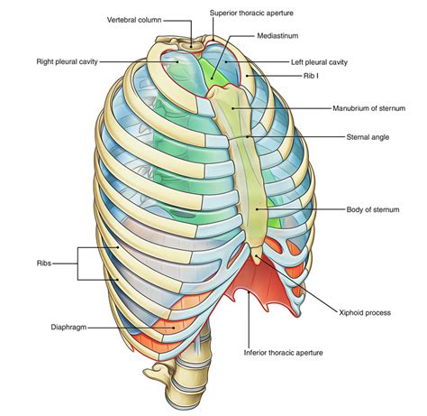 The Combining Form That Means Thorax Chest Chest Cavity Is