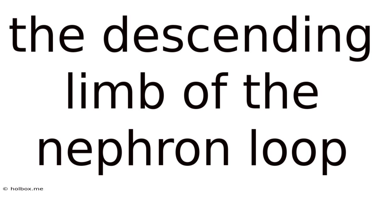 The Descending Limb Of The Nephron Loop
