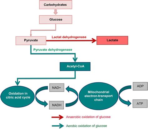 The Difference Between Aerobic And Anaerobic Glucose Breakdown Is