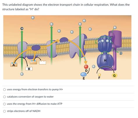 The Electron Transport Chain Is Blank______.