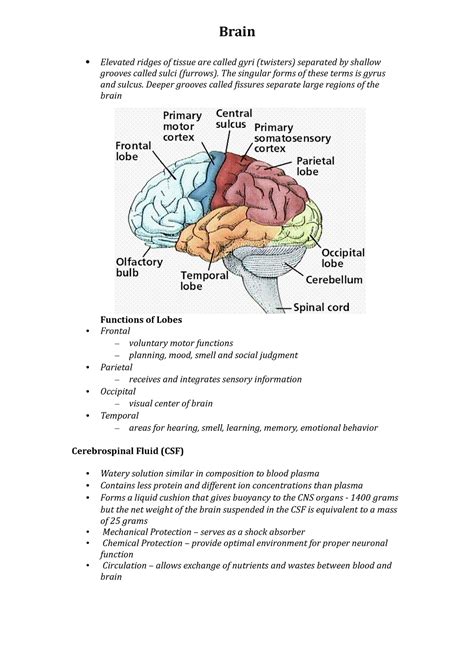 The Elevated Ridges Of The Brain Are Called The