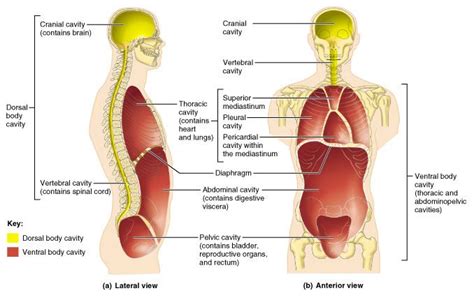 The Fluid In The Anterior Cavity Is Known As