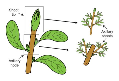 The Following Two Develop To Form Shoot And Roots