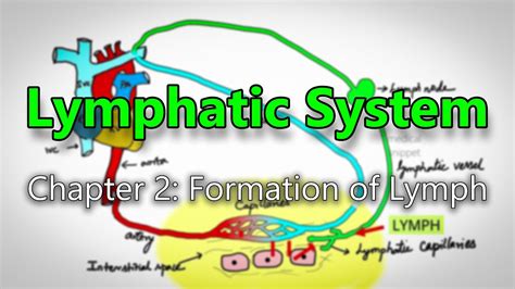 The Formation Of Lymph Increases As A Result Of