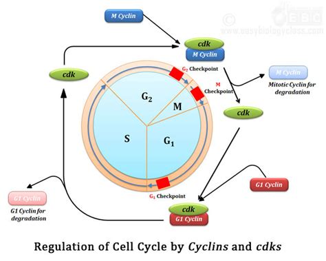 The G2 Checkpoint Prevents The Cell Cycle From Continuing Until