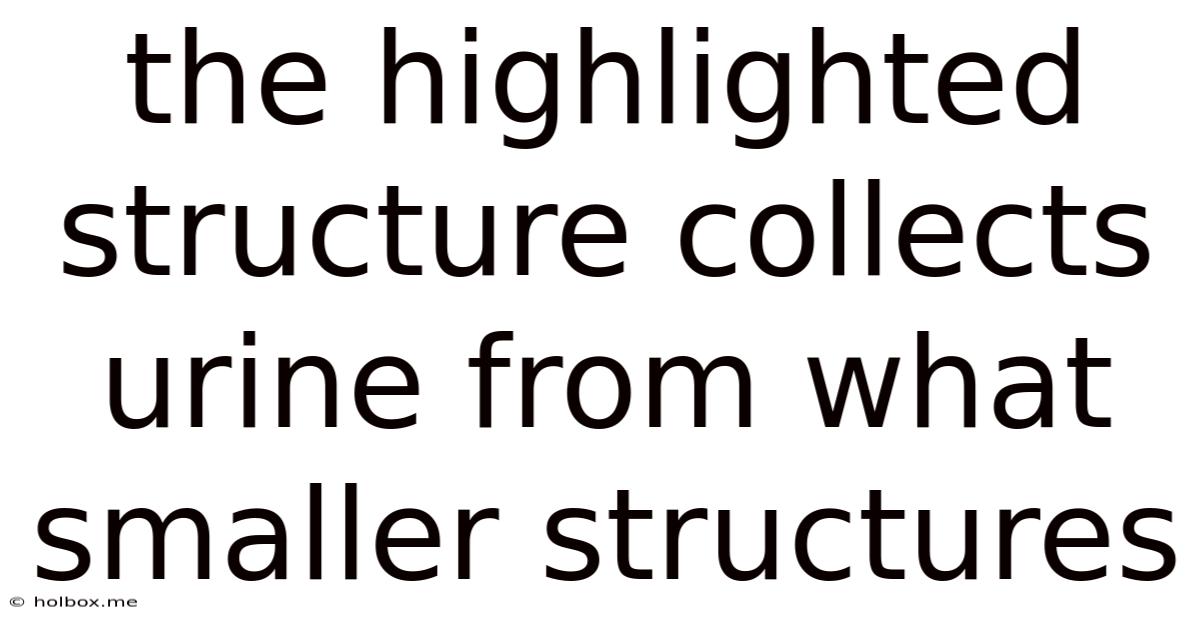 The Highlighted Structure Collects Urine From What Smaller Structures