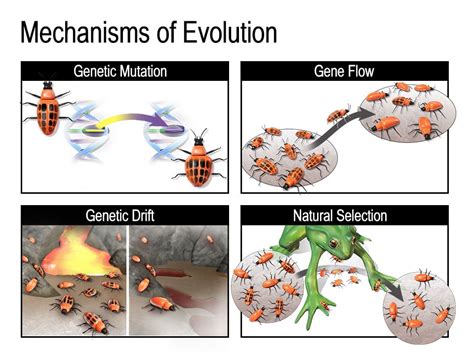 The Image Depicts What Mechanism Of Evolution