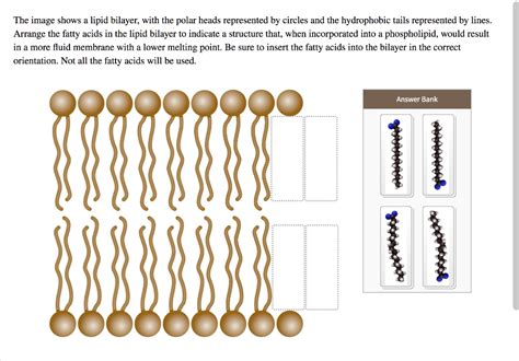 The Image Shows A Lipid Bilayer