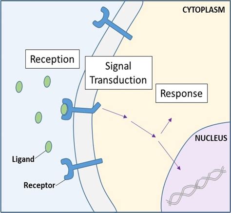 The Media Perform The Signaling Role By