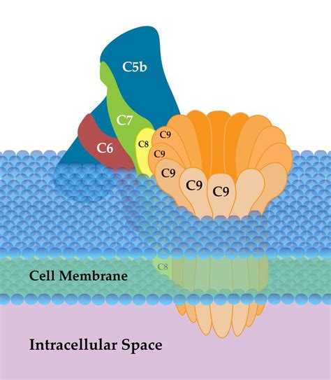 The Membrane Attack Stage Of The Complement Cascade Involves