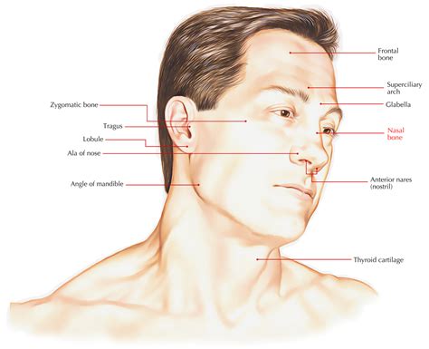 The Nose Is __ To The Cheekbones.