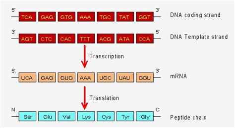 The Nucleic Acid Sequence In Mrna Is Determined By