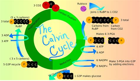 The Overall Function Of The Calvin Cycle Is __________.