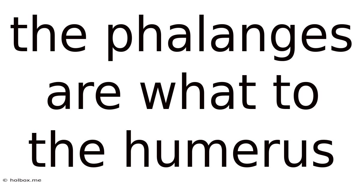 The Phalanges Are What To The Humerus