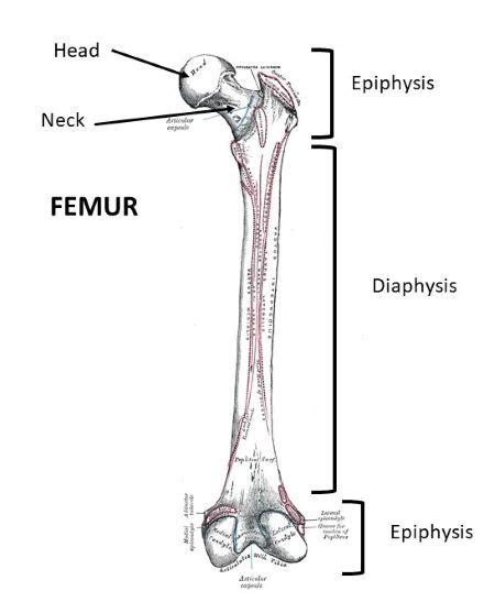 The Shaft Of A Long Bone Is Known As The