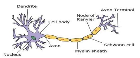 The Space Between Two Neurons Is Called The ________.