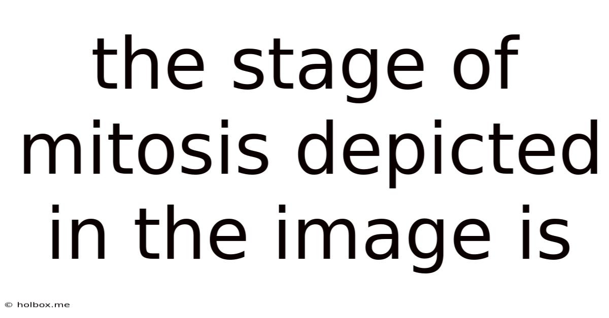 The Stage Of Mitosis Depicted In The Image Is