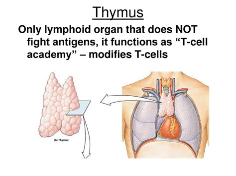 The Thymus Is The Only Lymphoid Organ That Does Not