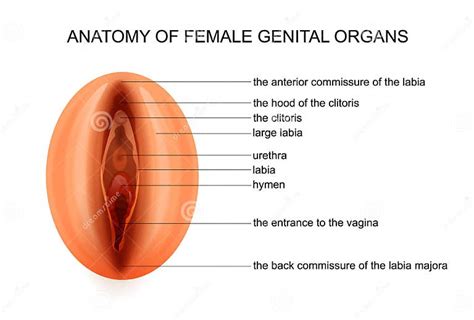 The Vulva Includes All Of The Following Except The