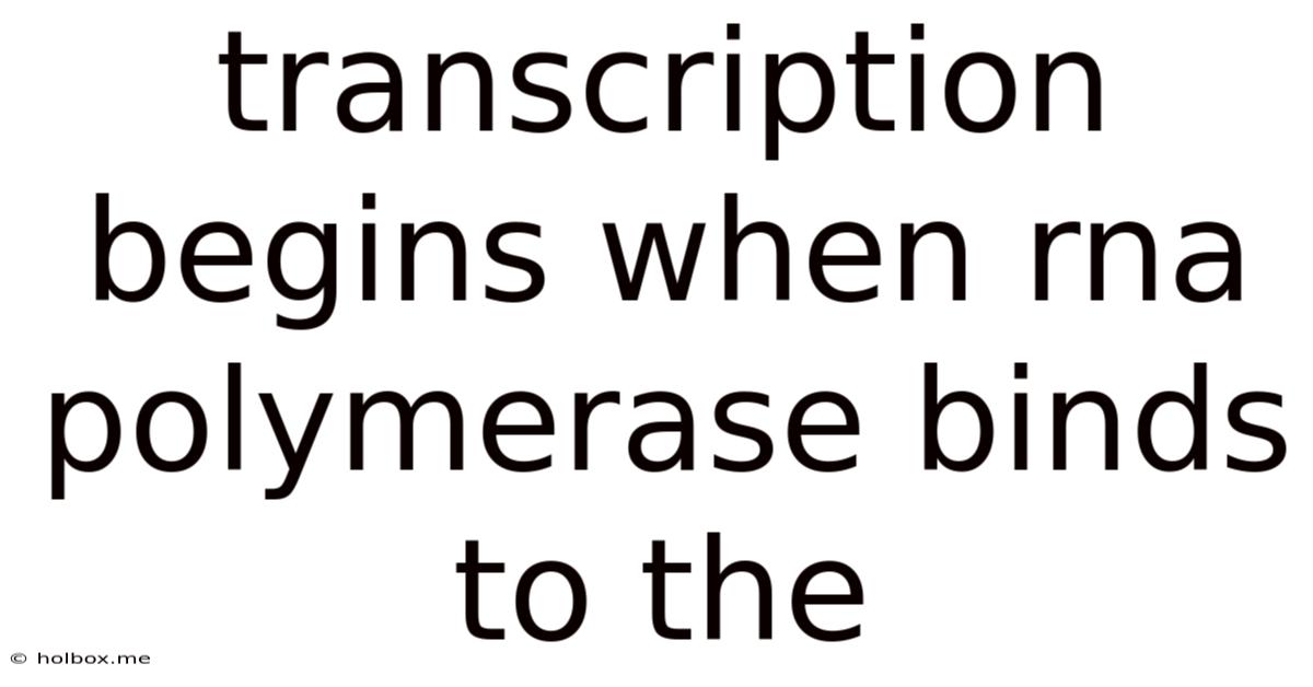 Transcription Begins When Rna Polymerase Binds To The